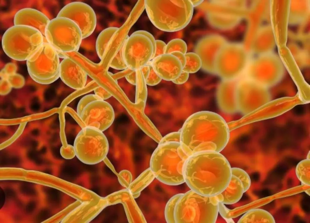 Ciuperca Candida auris, o amenințare invizibilă, dar letală. Centrul European pentru Prevenirea și Controlul Bolilor cere măsuri urgente. Cum să vă protejați