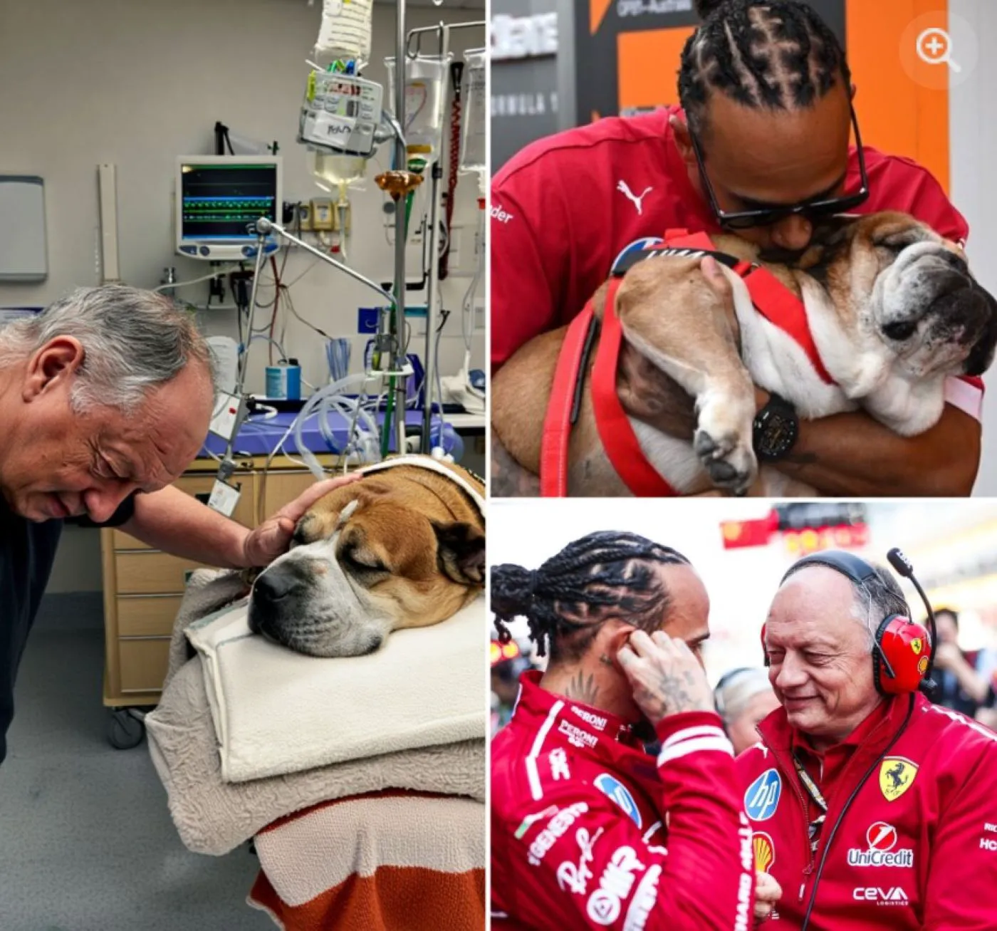 Câinele lui Lewis Hamilton are mari probleme cu sănătatea. Pilotul crede că patrupedul e și atacat energetic