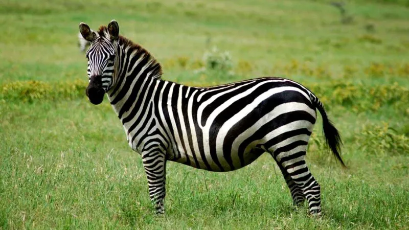 Bulă se duce la Zoo unde vede o zebră. Curios, o întrebă pe maică-sa. Continuarea e un deliciu