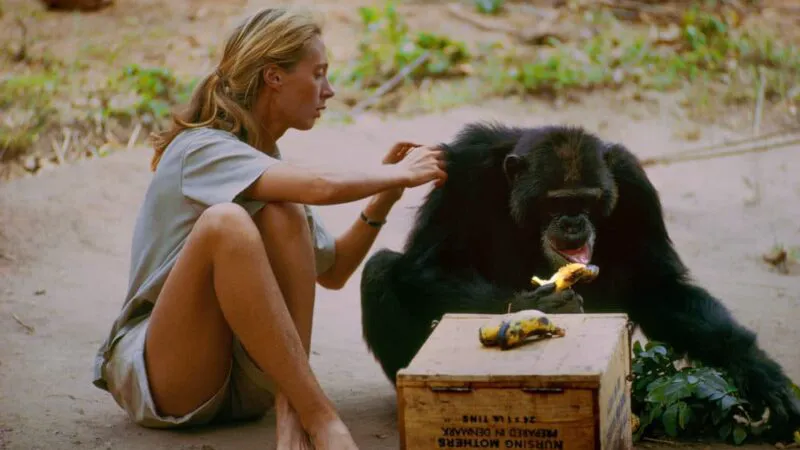 Dr. Jane Goodall, frumoasa care a dovedit că bariera dintre animale și oameni este doar abilitatea de a vorbi