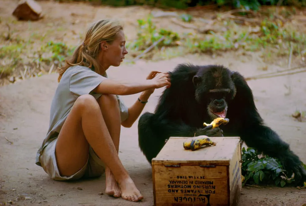 Dr. Jane Goodall, frumoasa care a dovedit că bariera dintre animale și oameni este doar abilitatea de a vorbi