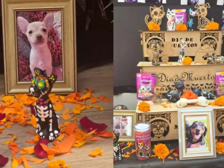 Ziua morților pentru animalele de companie, celebrată pe 27 octombrie. Ce nu trebuie să lipsească de pe altarul dedicat