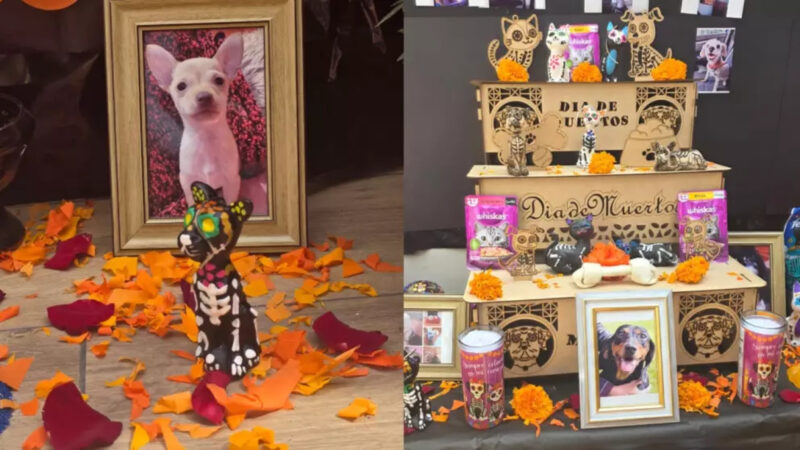 Ziua morților pentru animalele de companie, celebrată pe 27 octombrie. Ce nu trebuie să lipsească de pe altarul dedicat