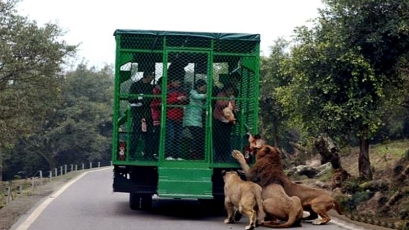 Grădina zoologică unică în lume. Aici oamenii sunt închiși în cuști