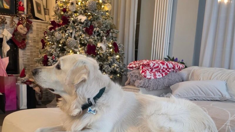 Chef-ul care și-a gătit casa pentru sărbătorile prezente și viitoare. Are și bradul împodobit