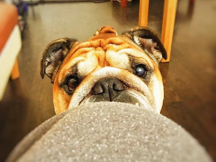 Micutzu, în lacrimi. Suferă crunt după ființa dragă pe care a pierdut-o