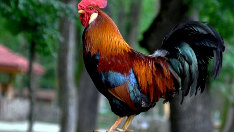 Bulă, de ce nu cântă cocoșul tău dimineața? E modern… Râzi cu lacrimi ce urmează