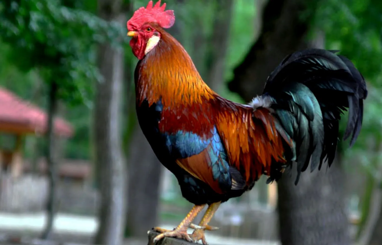 Bulă, de ce nu cântă cocoșul tău dimineața? E modern… Râzi cu lacrimi ce urmează