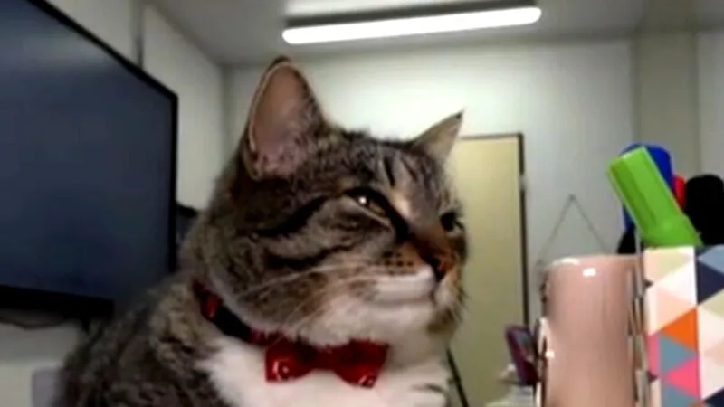 Mișu, motanul care a devenit liant între profesori și copii. Blănosul e mascota unui liceu din România