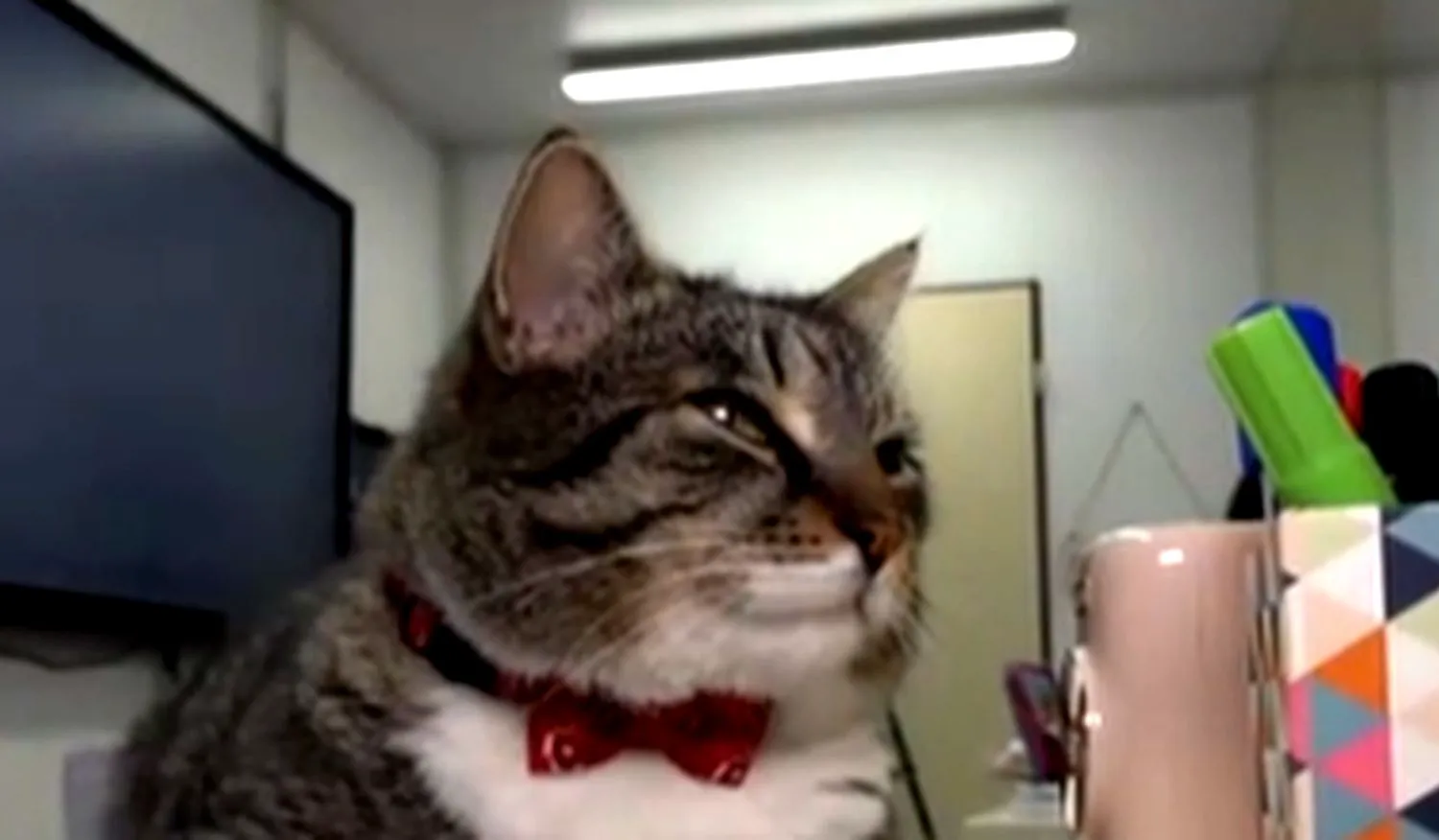 Mișu, motanul care a devenit liant între profesori și copii. Blănosul e mascota unui liceu din România