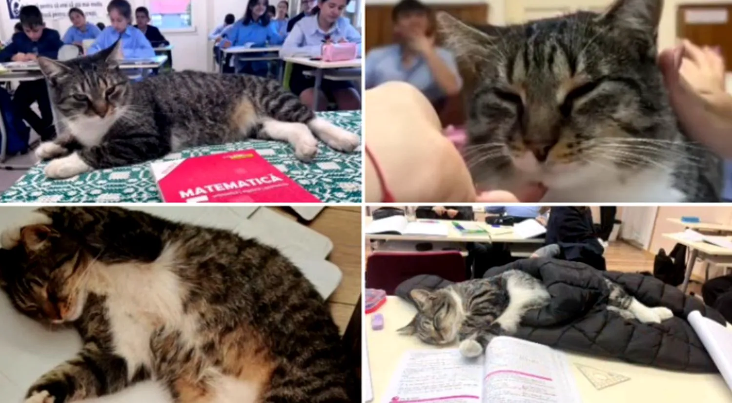 Mișu, motanul care a devenit liant între profesori și copii. Blănosul e mascota unui liceu din România