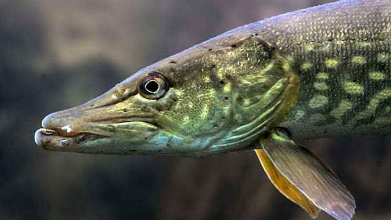 Bulă, mai știi ştiucile alea pe care le-ai prins asta vară, când ai fost la pescuit cu prietenul tău, Ștrulă? Leșini de râs ce urmează