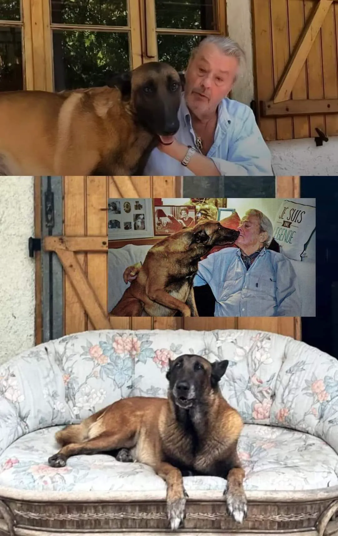 Loubo, iubitul câine al lui Alain Delon, și-a găsit stăpân. Imagini emoționante de Crăciun