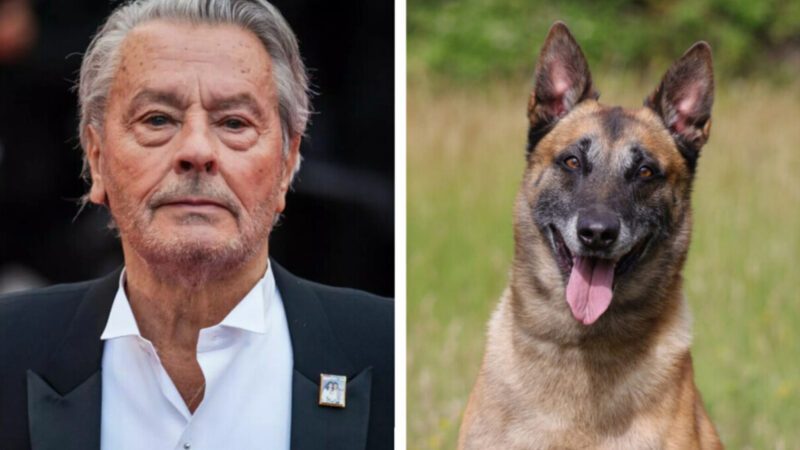 Loubo, iubitul câine al lui Alain Delon, și-a găsit stăpân. Imagini emoționante de Crăciun