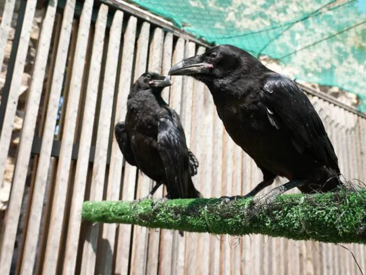 Viitorul monarhiei britanice e în pericol. A dispărut corbul Merlina