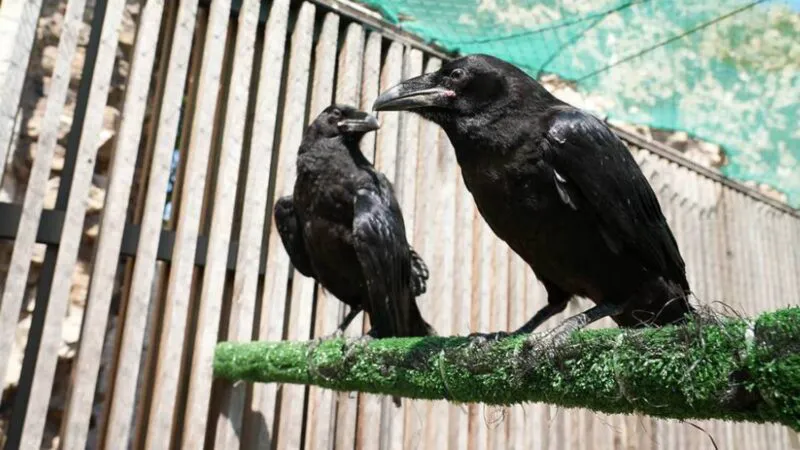 Viitorul monarhiei britanice e în pericol. A dispărut corbul Merlina