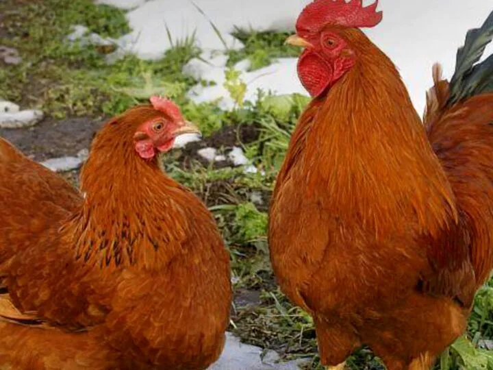 De ce dai găinilor să bea cacao, nepoate? întreabă contrariată, bunica. Răspunsul e genial