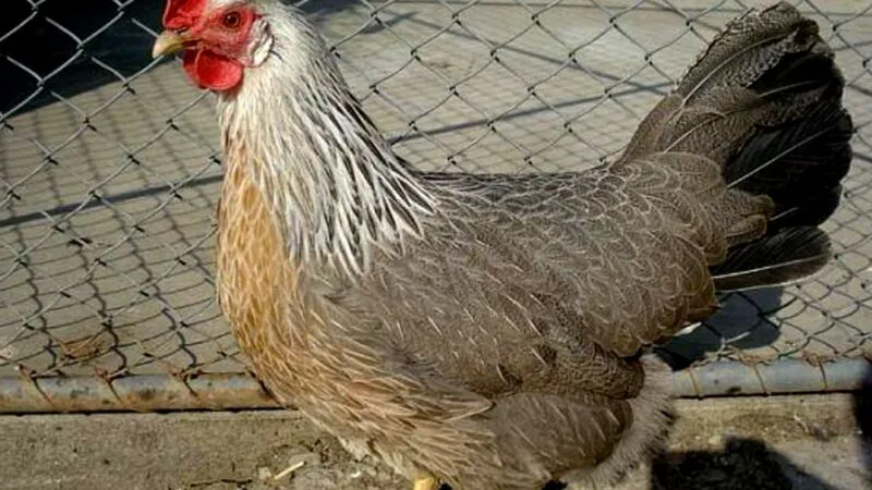 Iubi, vezi că vine mama de la țară, cu o găină. S-o bagi în frigider. E genială continuarea