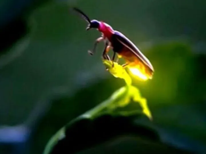 Bancul zilei. Ce devine un licurici care ia Viagra? Leșini de râs