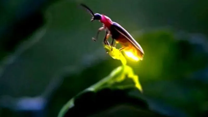 Bancul zilei. Ce devine un licurici care ia Viagra? Leșini de râs