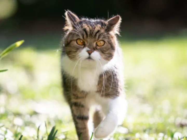 Bancul zilei. Mi-am luat pisică în sfârșit. Pentru ce? E genial ce urmează