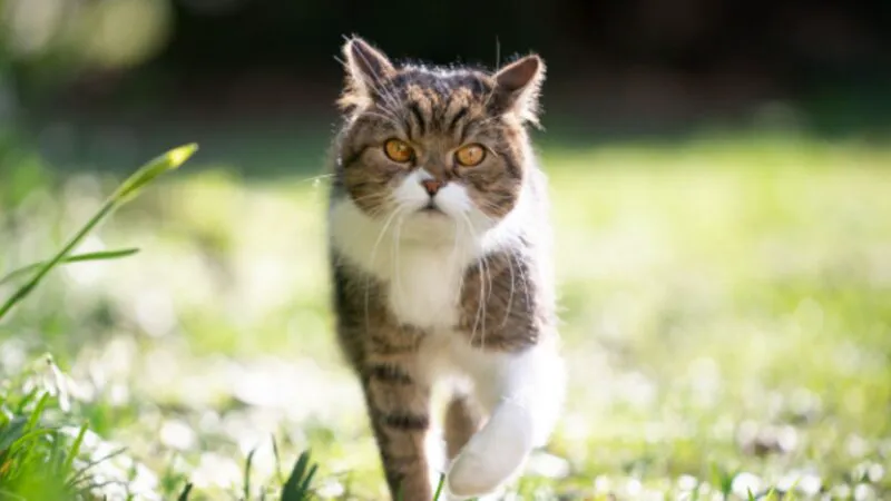 Bancul zilei. Mi-am luat pisică în sfârșit. Pentru ce? E genial ce urmează