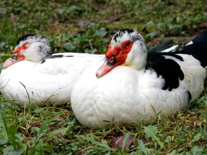 Bancul zilei. Cum se uită o raţă în beci? Răspunsul te face să râzi cu lacrimi