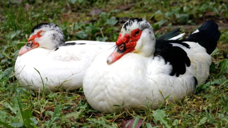 Bancul zilei. Cum se uită o raţă în beci? Răspunsul te face să râzi cu lacrimi