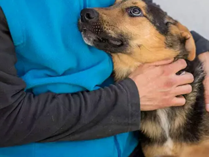 Pericol ascuns în casele românilor! Substanța invizibilă care poate afecta sănătatea câinilor și este prezentă în produse folosite zilnic