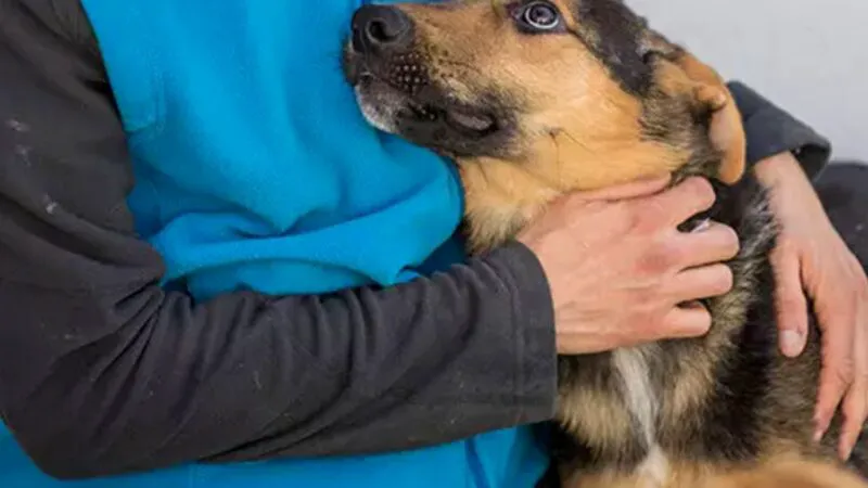 Pericol ascuns în casele românilor! Substanța invizibilă care poate afecta sănătatea câinilor și este prezentă în produse folosite zilnic