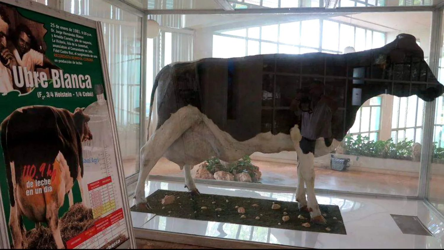 Vaca lui Fidel Castro a trăit ca o regină. Avea grajd cu aer condiționat, asculta muzică simfonică, iar după moarte i s-a ridicat o statuie