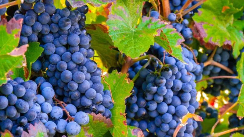 Vine un centurion Ia Traian. Gata, le-am ars viile dacilor, ce facem acum? Iată și răspunsul