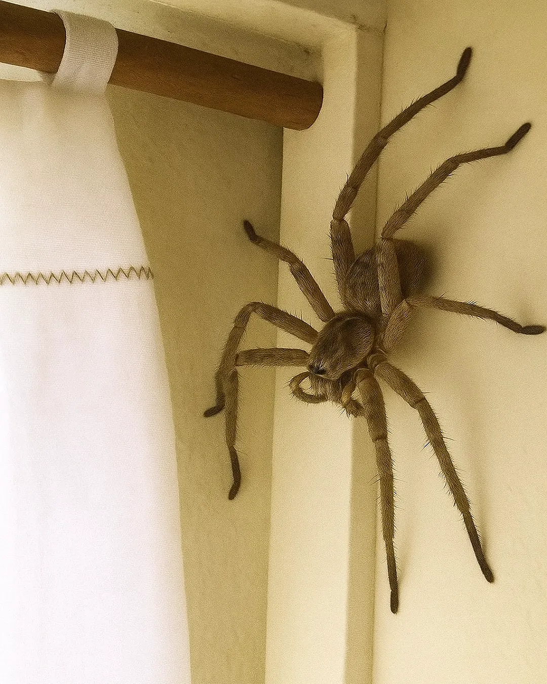 Păianjenii Huntsman