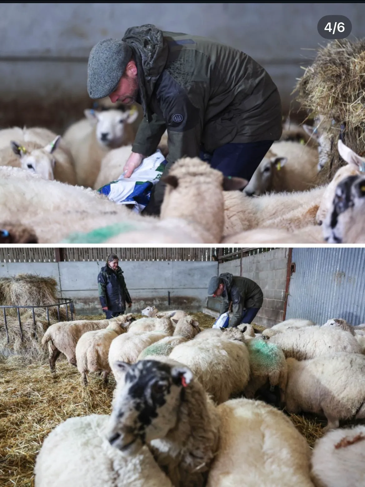 Prințul William a dat costumul regal pe haine de fermier. Oile l-au luat cu asalt 