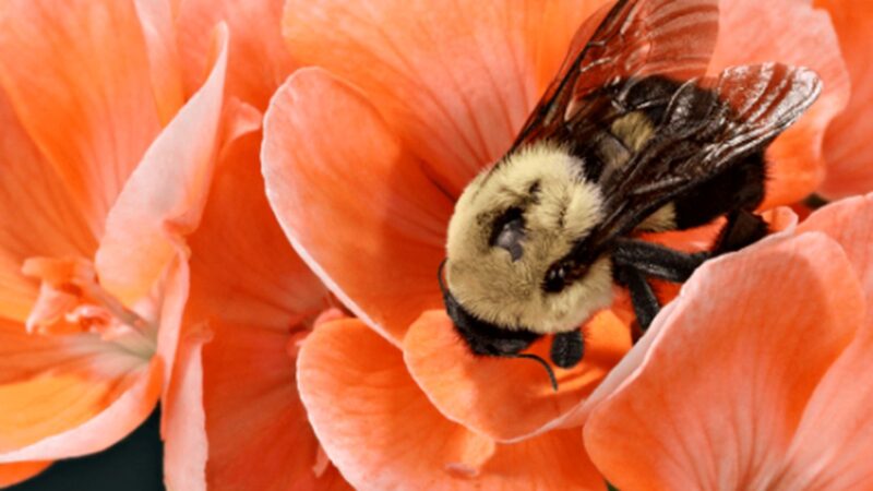 Bancul zilei. De ce a fost dată afară albina de la școală? E genial răspunsul!