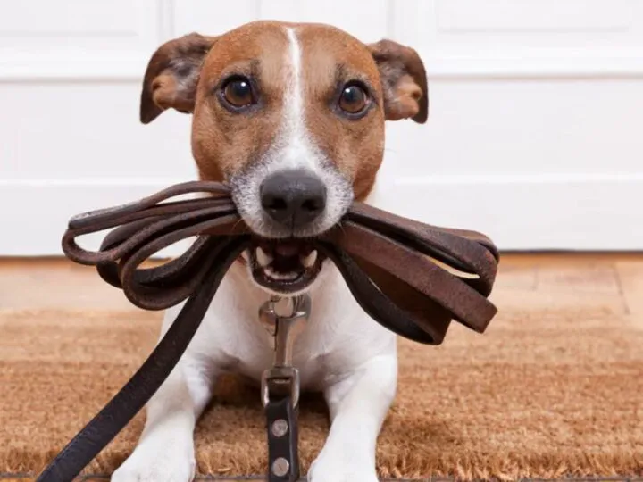 Bancul zilei. Draga mea, renunţă la câine. N-ai să reuşeşti niciodată să-l dresezi. Soția răspunde…