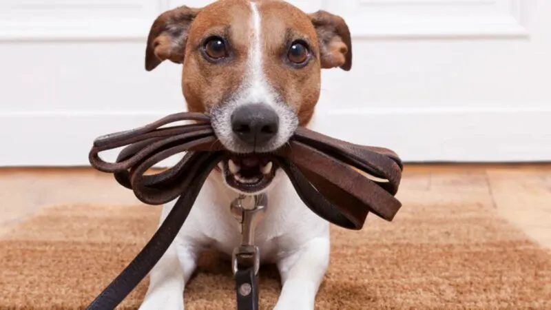 Bancul zilei. Draga mea, renunţă la câine. N-ai să reuşeşti niciodată să-l dresezi. Soția răspunde…