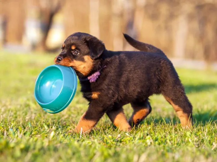 Bancul zilei. Am un câine extraordinar. Mă simte de la un kilometru. Ce spui de-asta? Incredibil răspunsul
