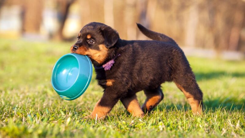 Bancul zilei. Am un câine extraordinar. Mă simte de la un kilometru. Ce spui de-asta? Incredibil răspunsul
