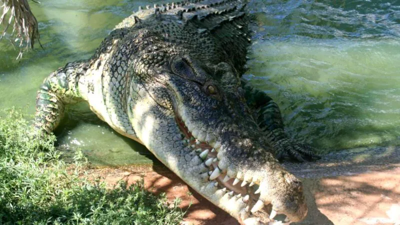 Bancul zilei. În ce condiții devine crocodilul pasăre zburătoare. Leșini de râs