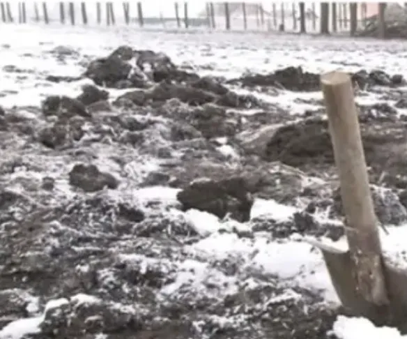 Cum a fost ucis băiatul din Cenei. Copiii au acționat într-un mod macabru, cu o cruzime de neimaginat