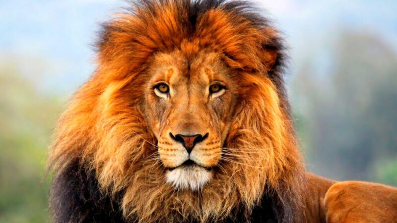 Bancul zilei. Doi prieteni stau de vorbă. Ce zodie ești? Leu…