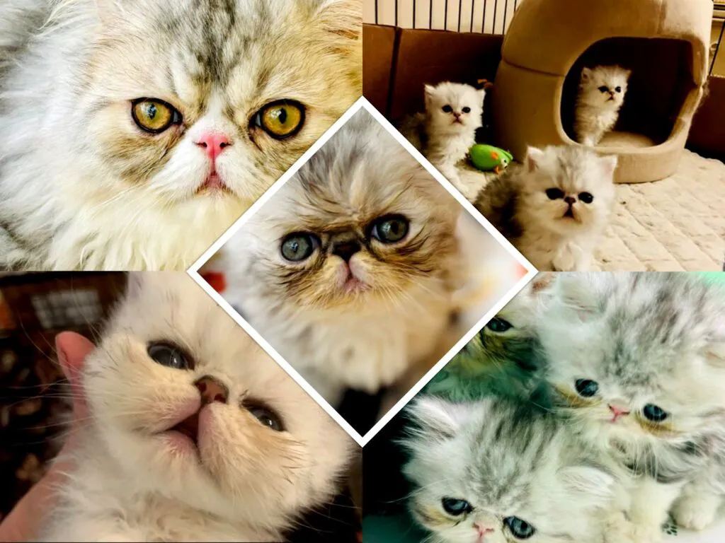 pisici elena cârstea