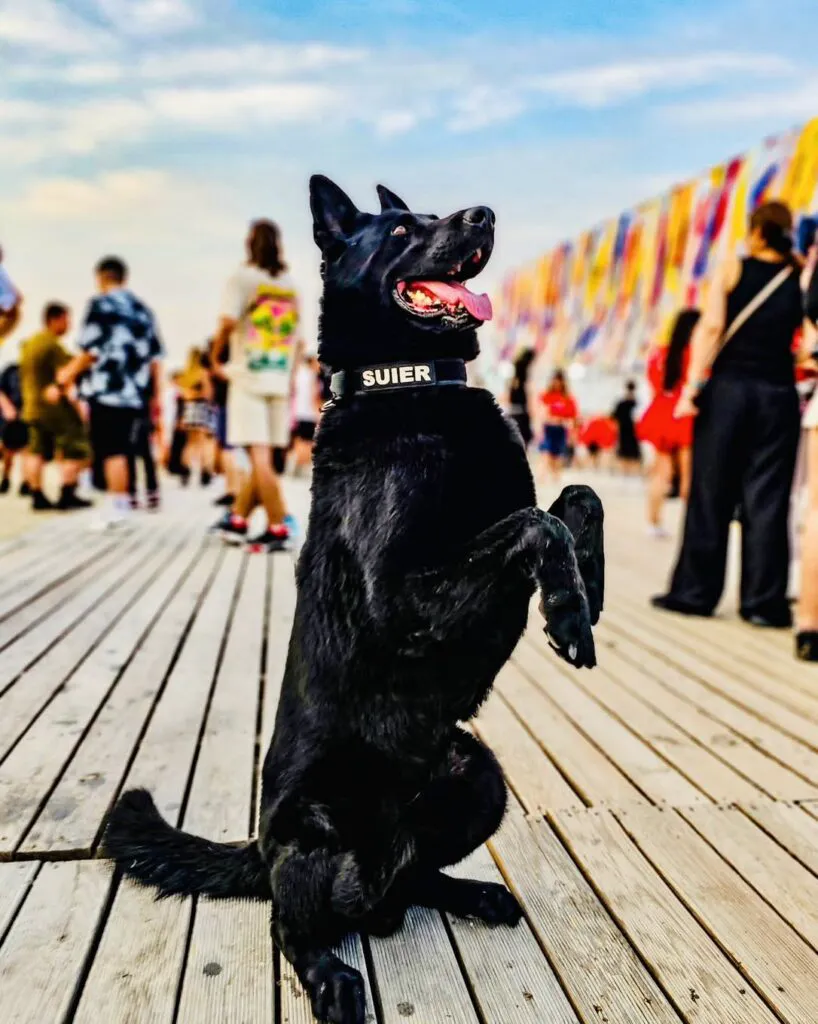 A murit Șuier! Cel mai iubit polițist din România a fost devotat serviciului până în ultima clipă