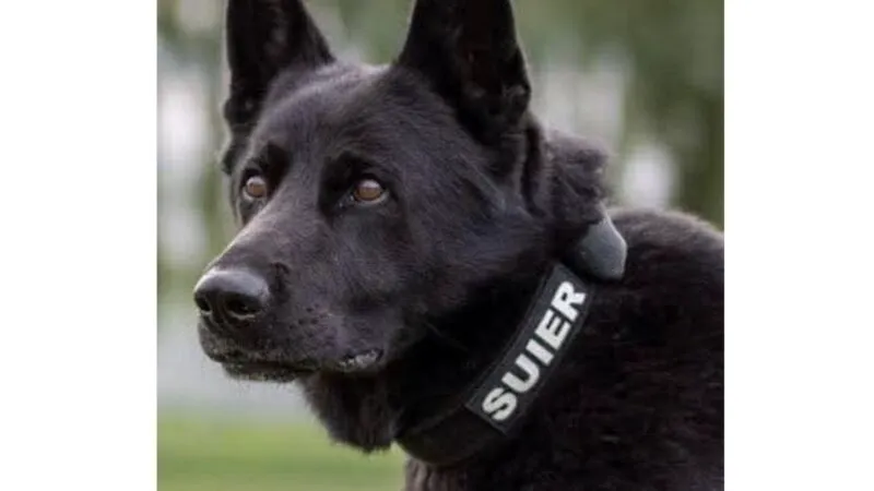 A murit Șuier! Cel mai iubit polițist din România a fost devotat serviciului până în ultima clipă