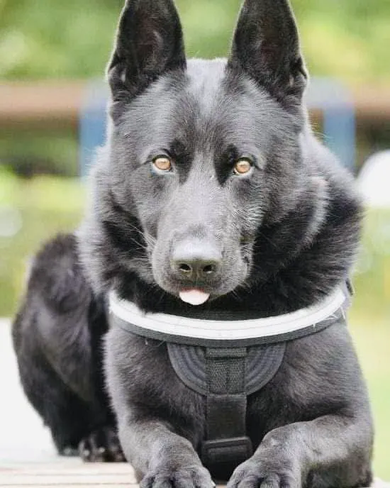 A murit Șuier! Cel mai iubit polițist din România a fost devotat serviciului până în ultima clipă