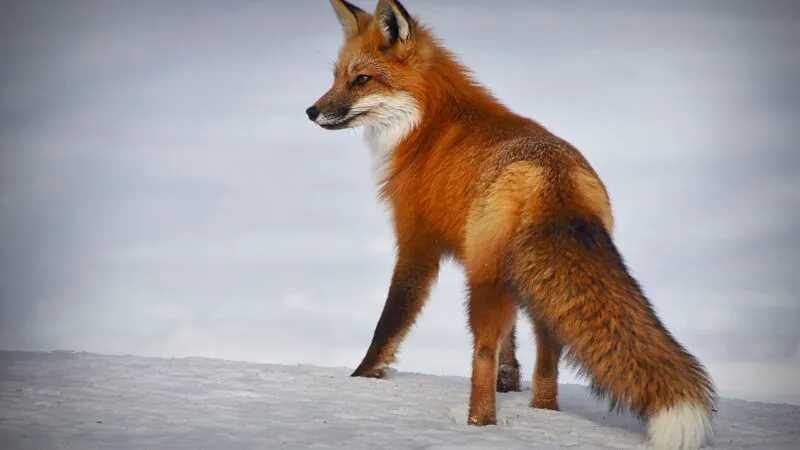 Vulpile încep să se adapteze în orașe. În Timișoara și București deja explorează. Video