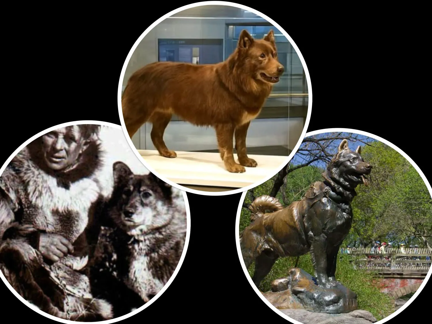 Balto, eroul patruped care a salvat Alaska. Povestea e tulburătoare