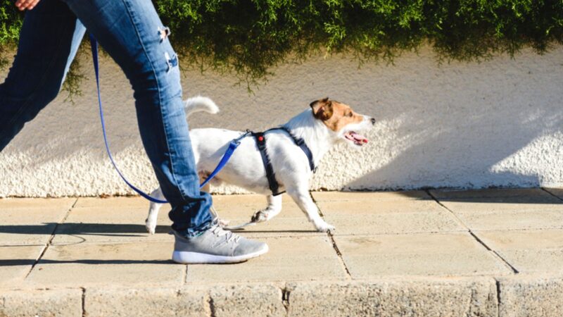 O româncă din Germania a fost amenințată cu poliția pentru că pisica a călcat pe iarbă. Ce spune legea