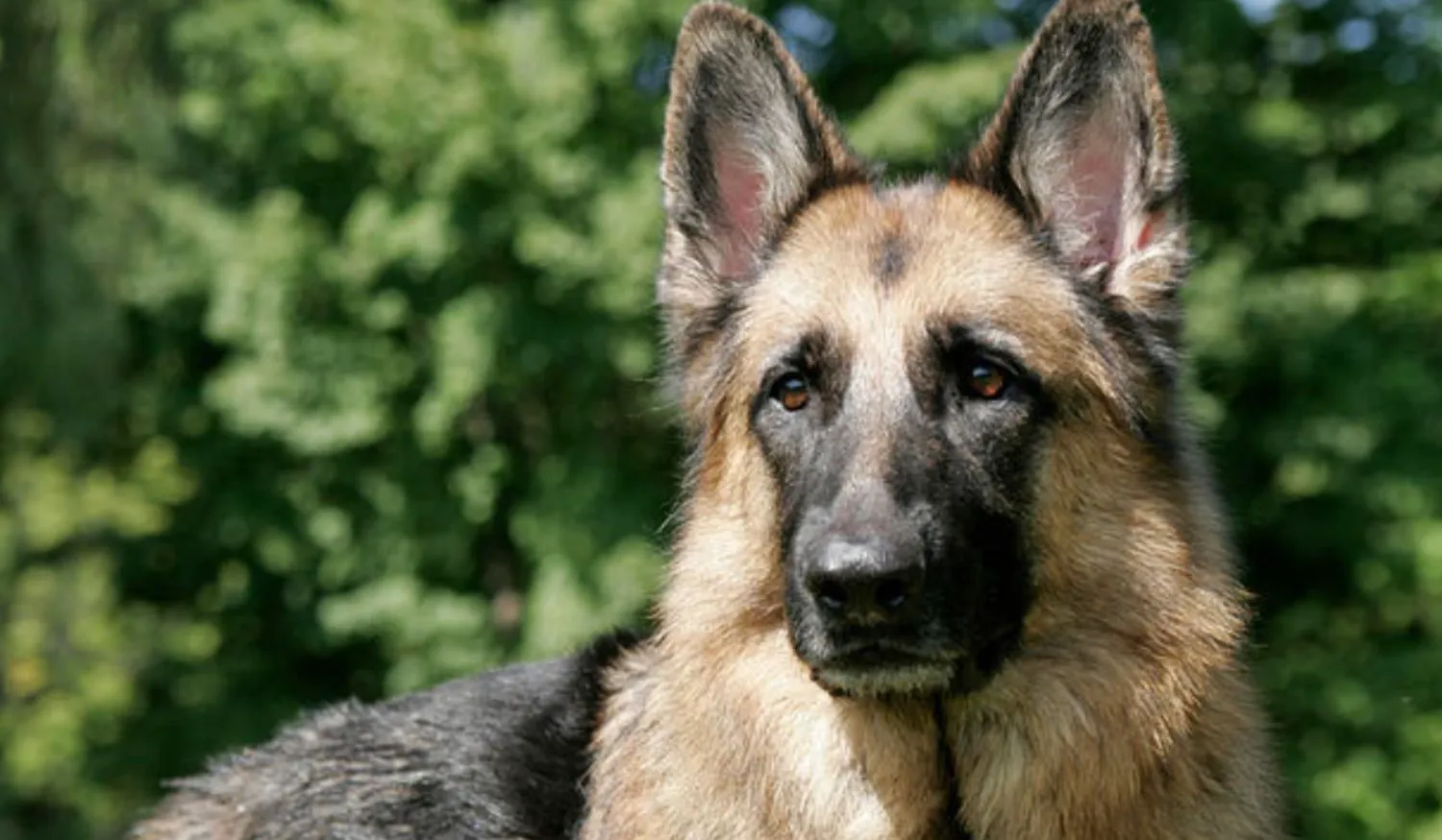 O româncă din Germania a fost amenințată cu poliția pentru că pisica a călcat pe iarbă. Ce spune legea